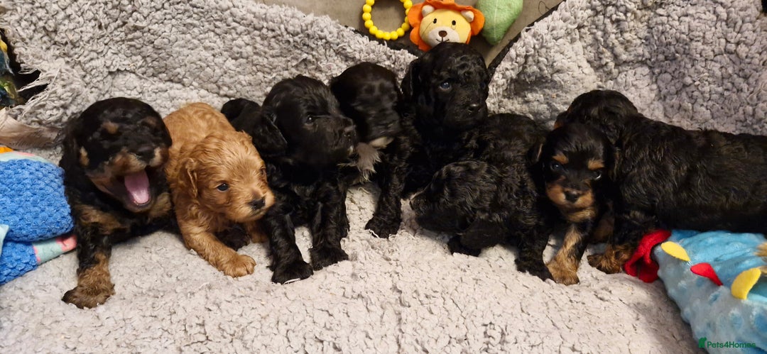 Cavapoo dogs for sale: Gorgeous F1b Cavapoo puppys Health tested parents  - Advert 7