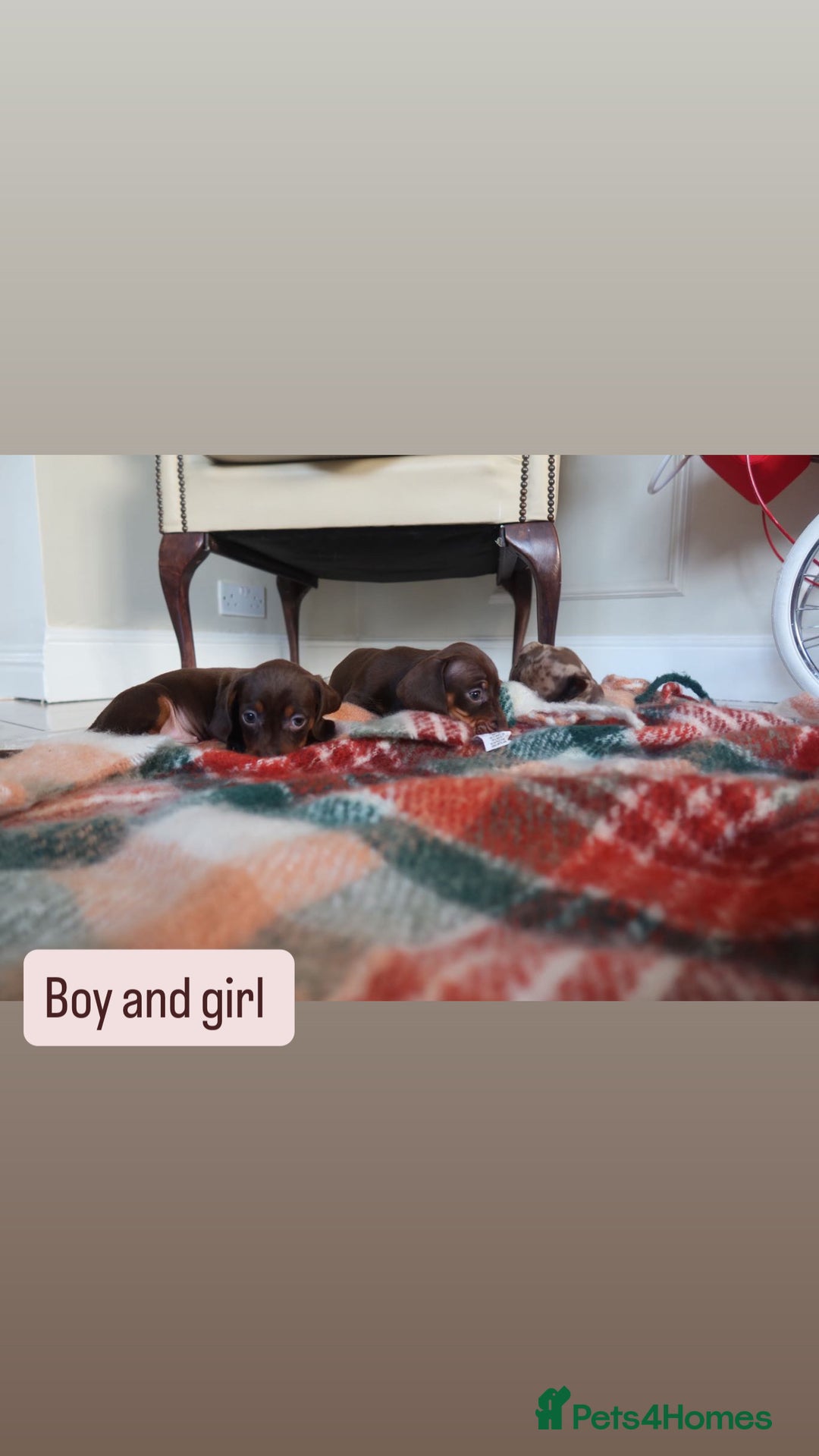 Dachshund dogs for sale: Miniature Dachshund puppies - Advert 5