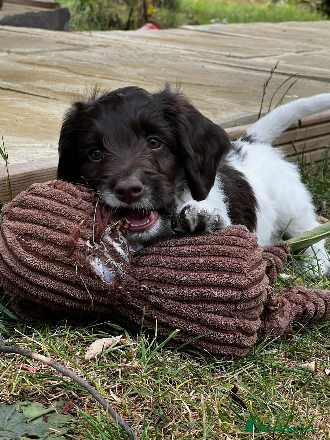 Sproodle dogs for sale: F1 Sproodle 🩷Pippa🩷 5⭐️Licensed Breeder full DNA - Image 4