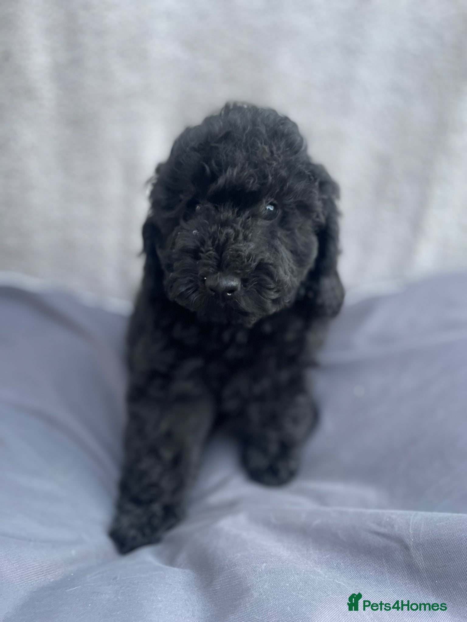 Miniature Poodle dogs Miniature Poodle DNA tested parents  - Advert 14