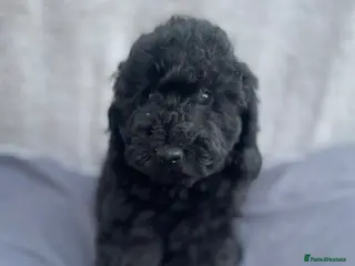 Miniature Poodle dogs Miniature Poodle DNA tested parents - Advert 14