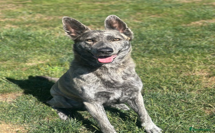 Mixed Breed dogs - Advert 6