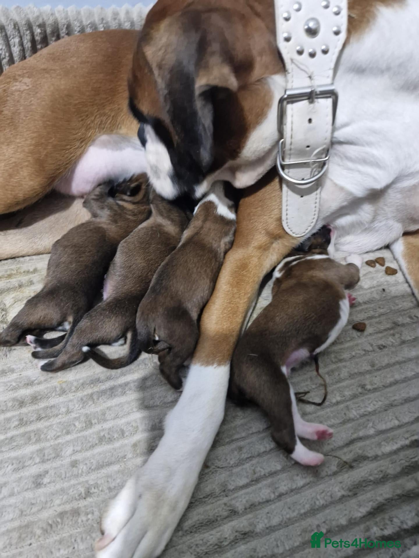 Boxer dogs 4 k.c boxer puppies ready for there new homes  - Advert 7
