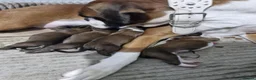Boxer dogs for sale: 4 k.c boxer puppies ready for there new homes  in Sowerby Bridge - Advert 1