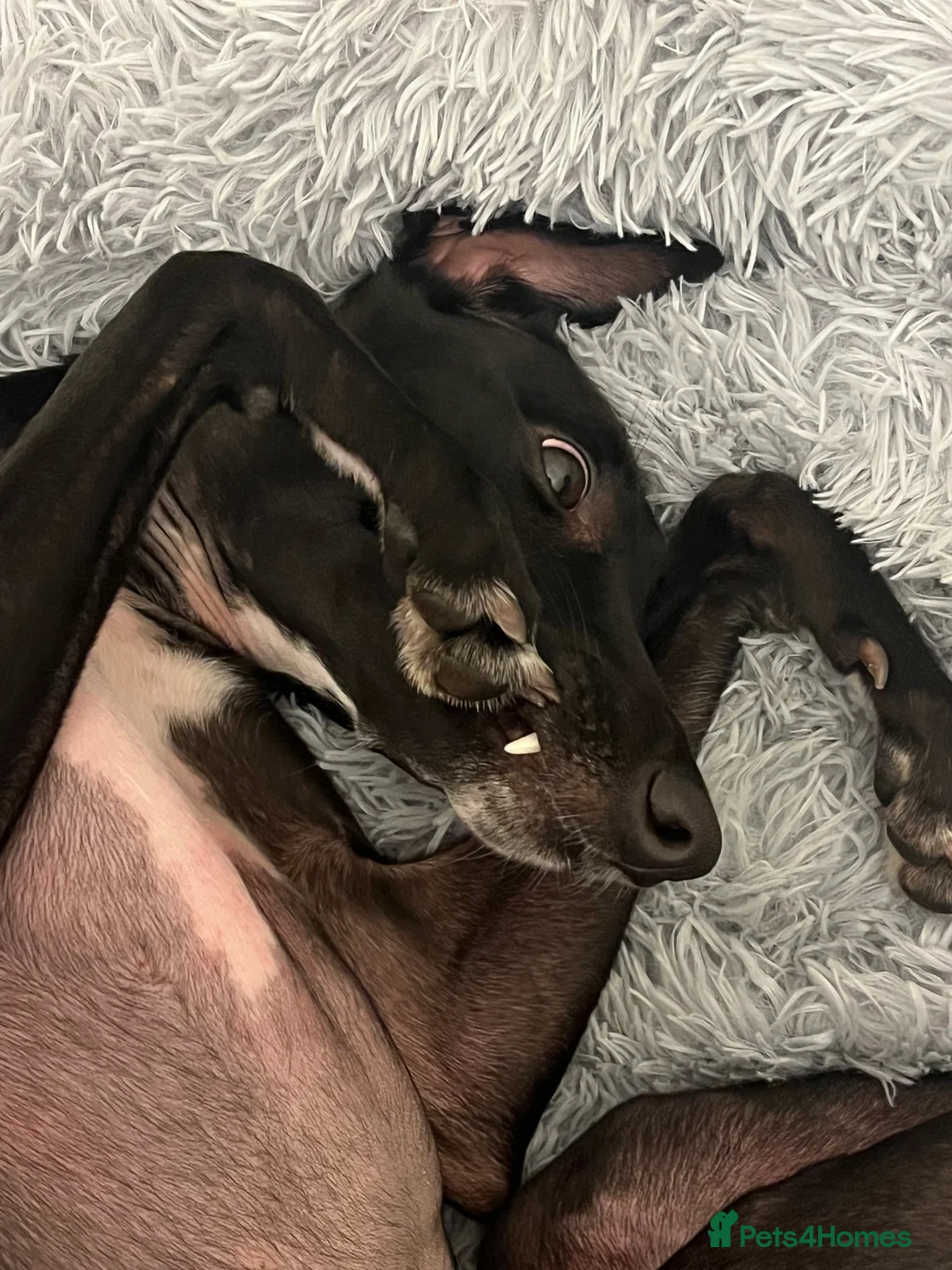 Whippet dogs for sale: 3 year old whippet - Advert 19