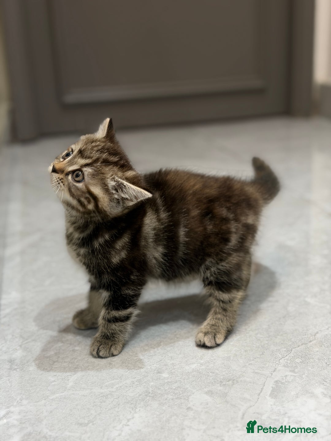 British Shorthair cats for sale: blend of Persian and British Shorthair - Advert 3