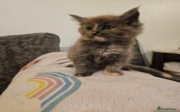 Maine Coon cats for sale: Maine Coon Pure Bread  - Image 2
