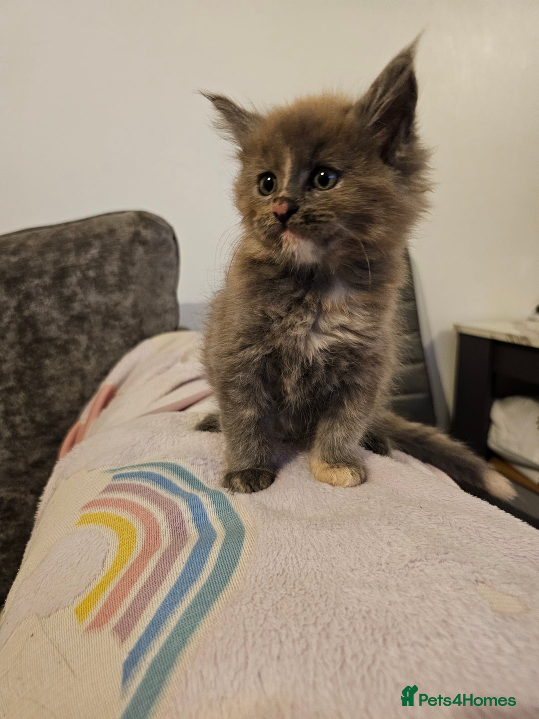 Maine Coon cats for sale: Maine Coon Pure Bread  - Image 2