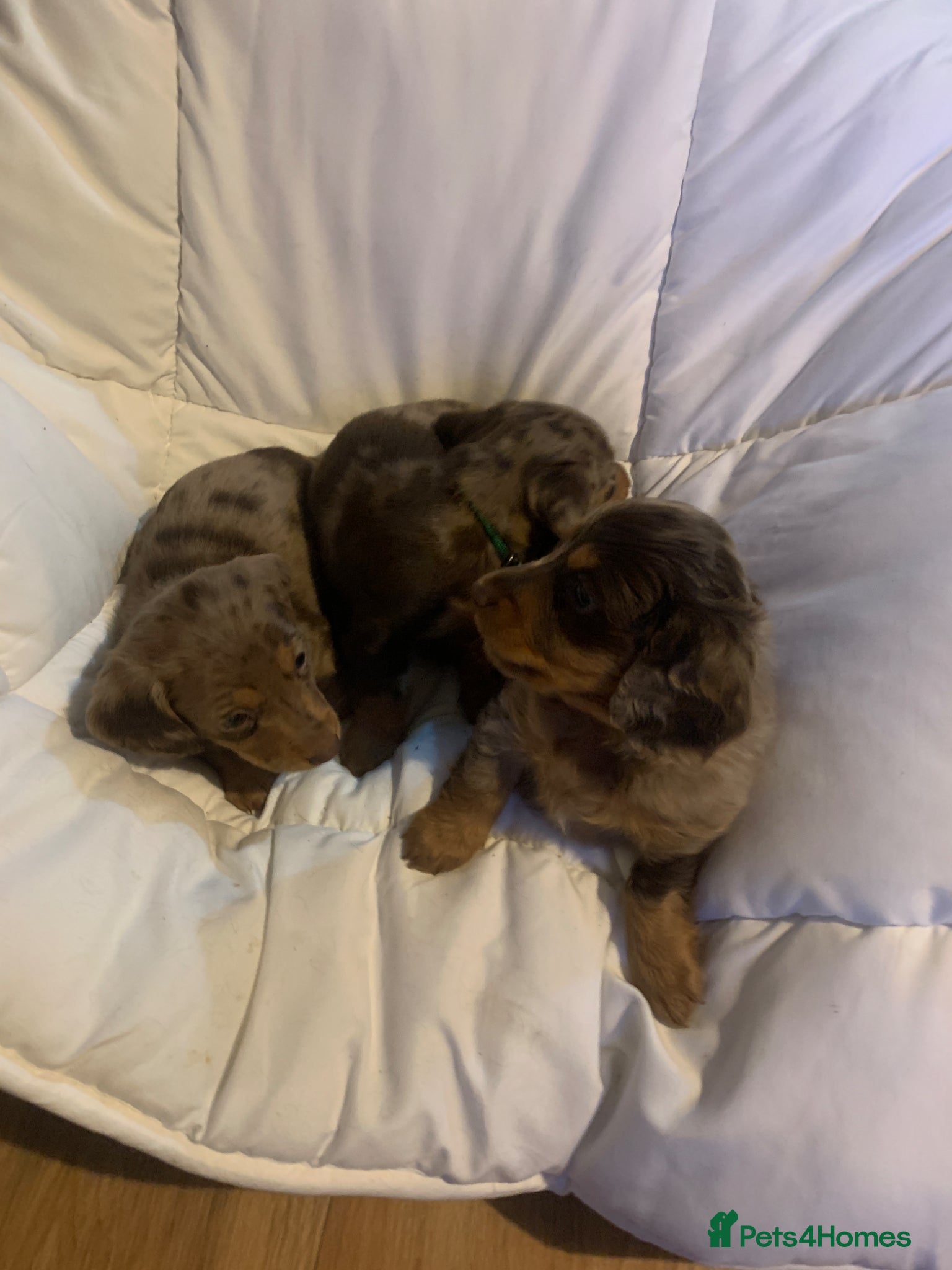 Dachshund dogs Miniature dachshund puppies 3 BOYS - Advert 5