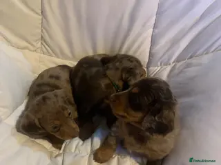 Dachshund dogs Miniature dachshund puppies 3 BOYS - Advert 5
