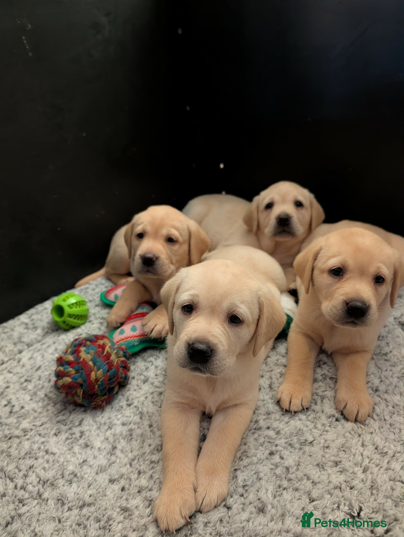 Labrador Retriever dogs KC Registered Yellow Labrador Puppies - Advert 1