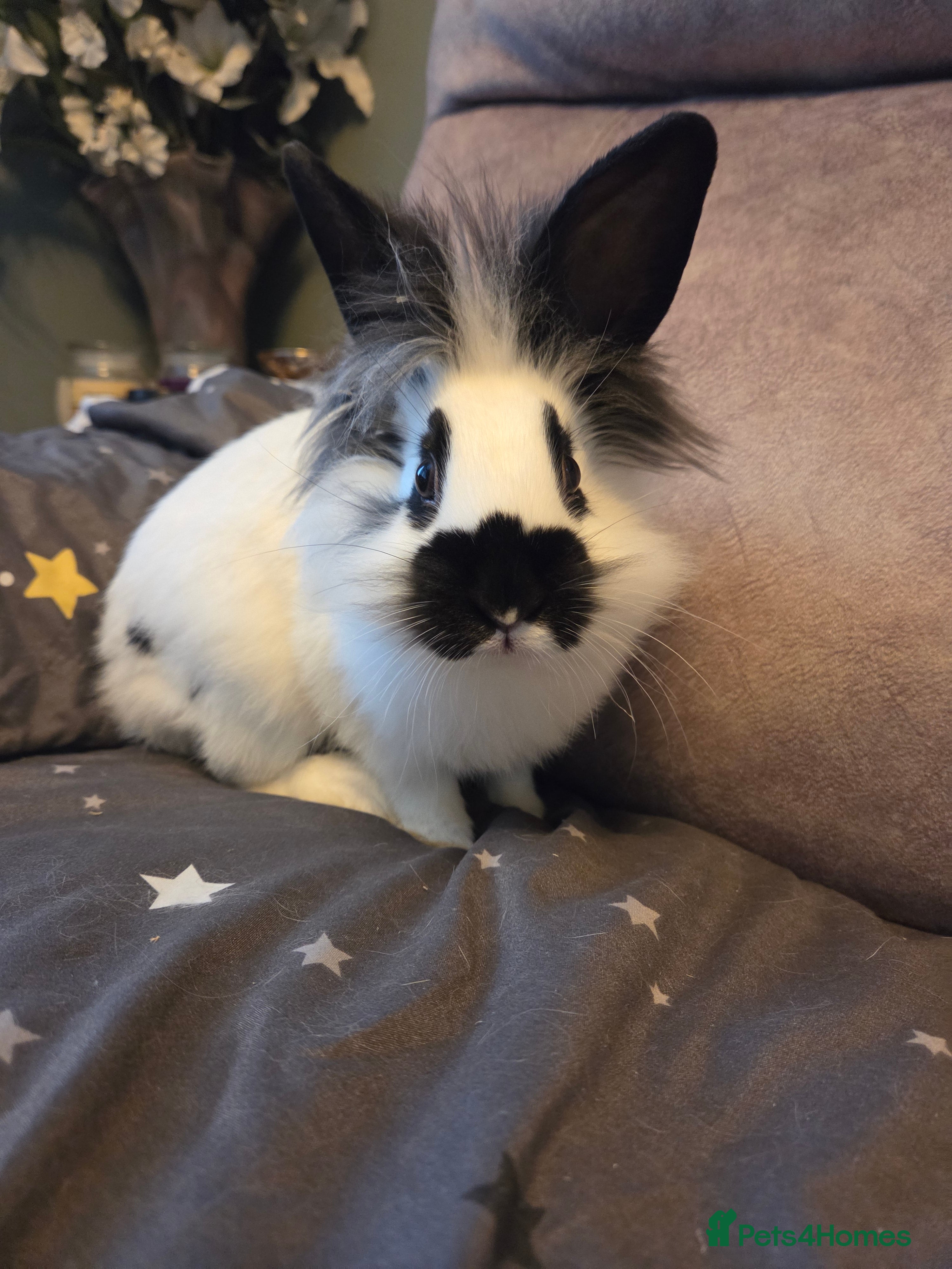 Lionhead rabbits Last one left LION HEAD X ENGLISH SPOT☆☆ready now - Advert 3