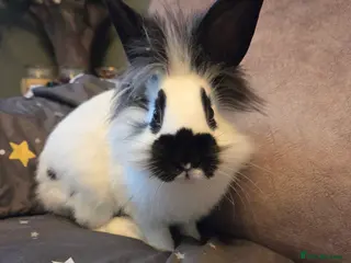 Lionhead rabbits Last one left LION HEAD X ENGLISH SPOT☆☆ready now - Advert 3