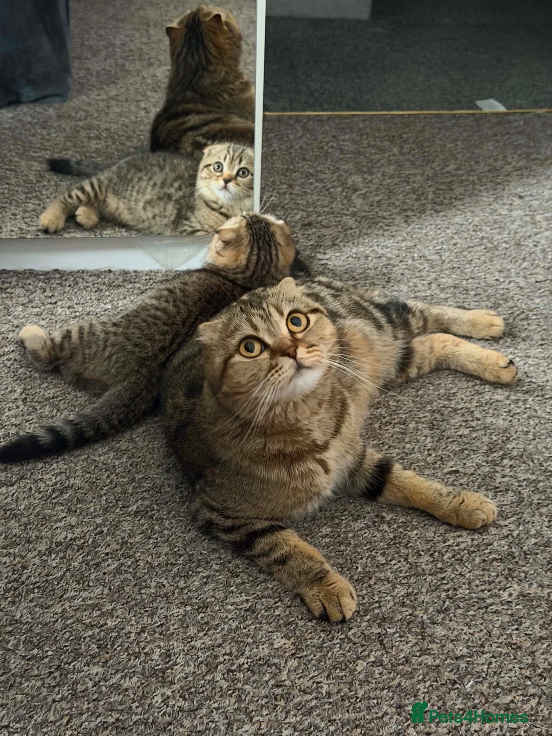 Scottish Fold cats for sale: Two Beautiful Scottish Kittens – Girls - Advert 12