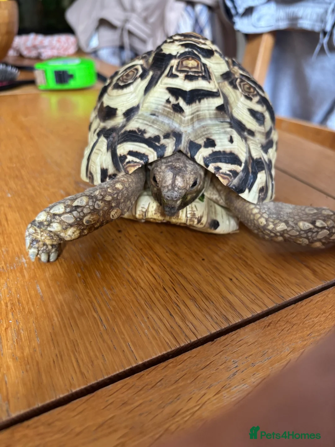 Tortoise reptiles for sale: Chester the 6year old Tortoise needs a new home. - Advert 1