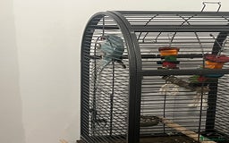 Ringnecks birds for sale: 8 months blue Indian ringneck  - Image 1