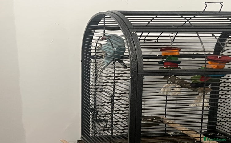 Ringnecks birds - Advert 1