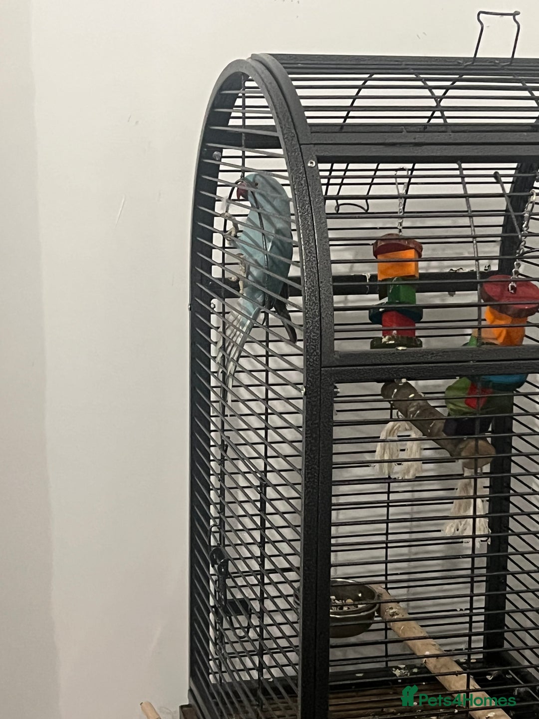 Ringnecks birds for sale: 8 months blue Indian ringneck  - Image 1