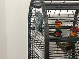 Ringnecks birds for sale - Advert 1