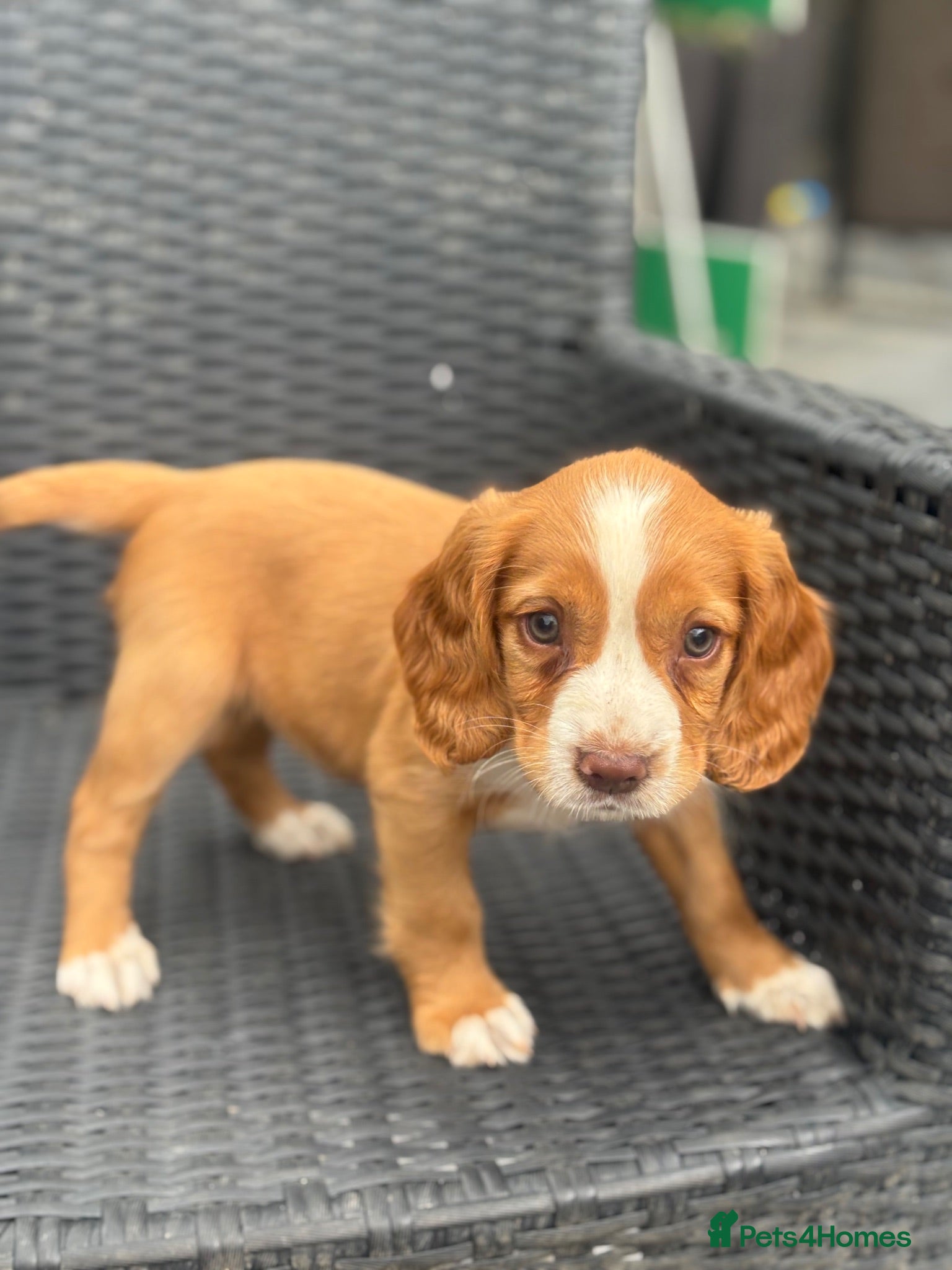 Cocker Spaniel dogs Kc health tested working cocker pups - Advert 7