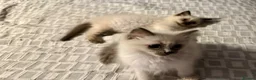Ragdoll cats for sale:  Ragdoll kittens  - Advert 12