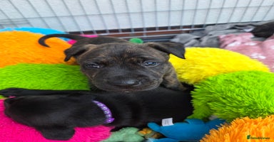 Mixed Breed dogs - Advert 12