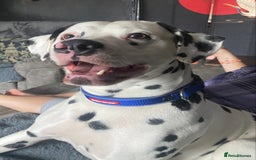 Dalmatian dogs for stud: Proven KC Dalmatian stud baer+\+ in Wigan - Image 21