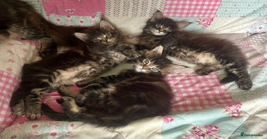 Maine Coon cats - Advert 5