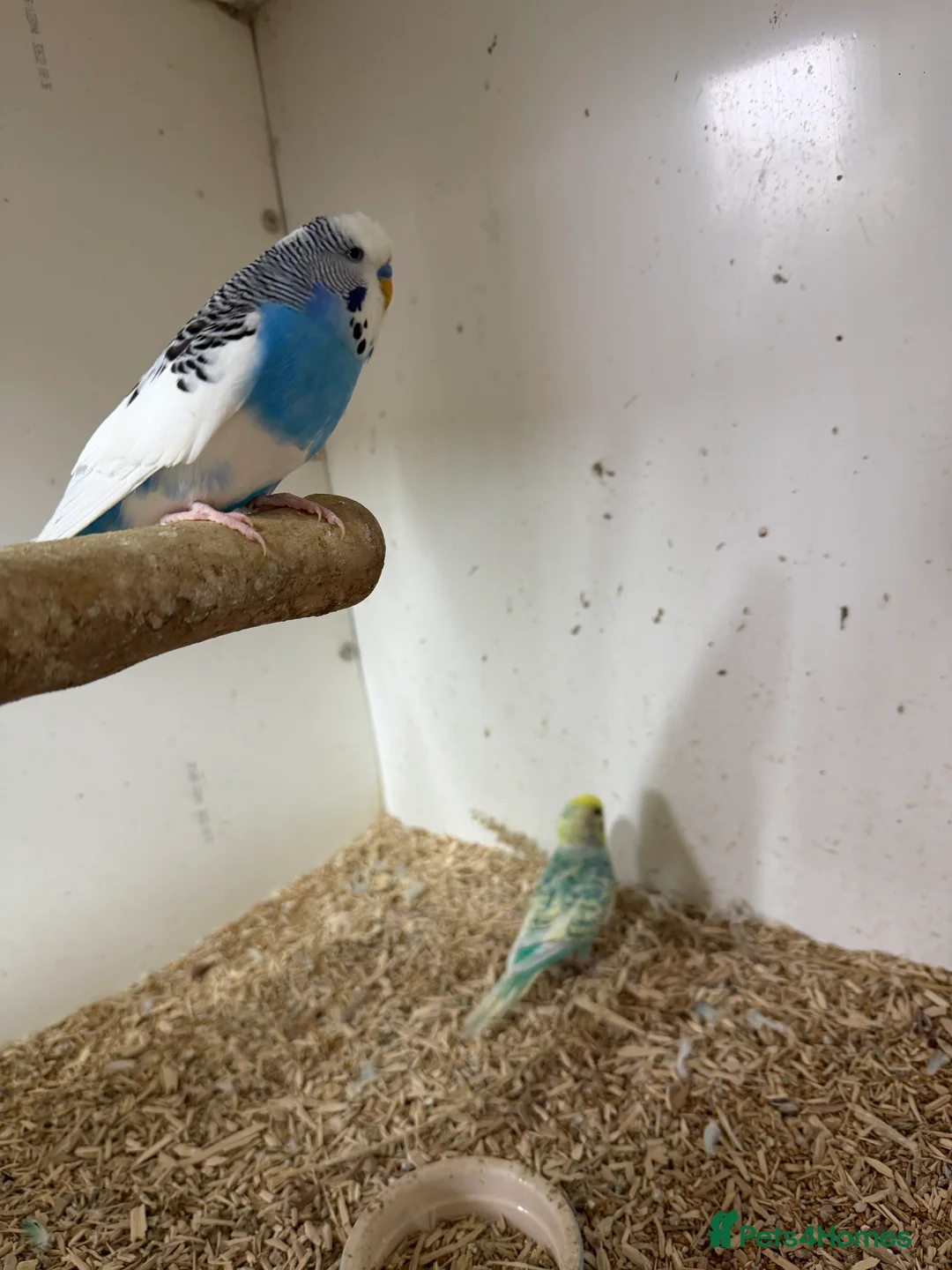 Budgerigars birds for sale:  Variety of budgies - Advert 5