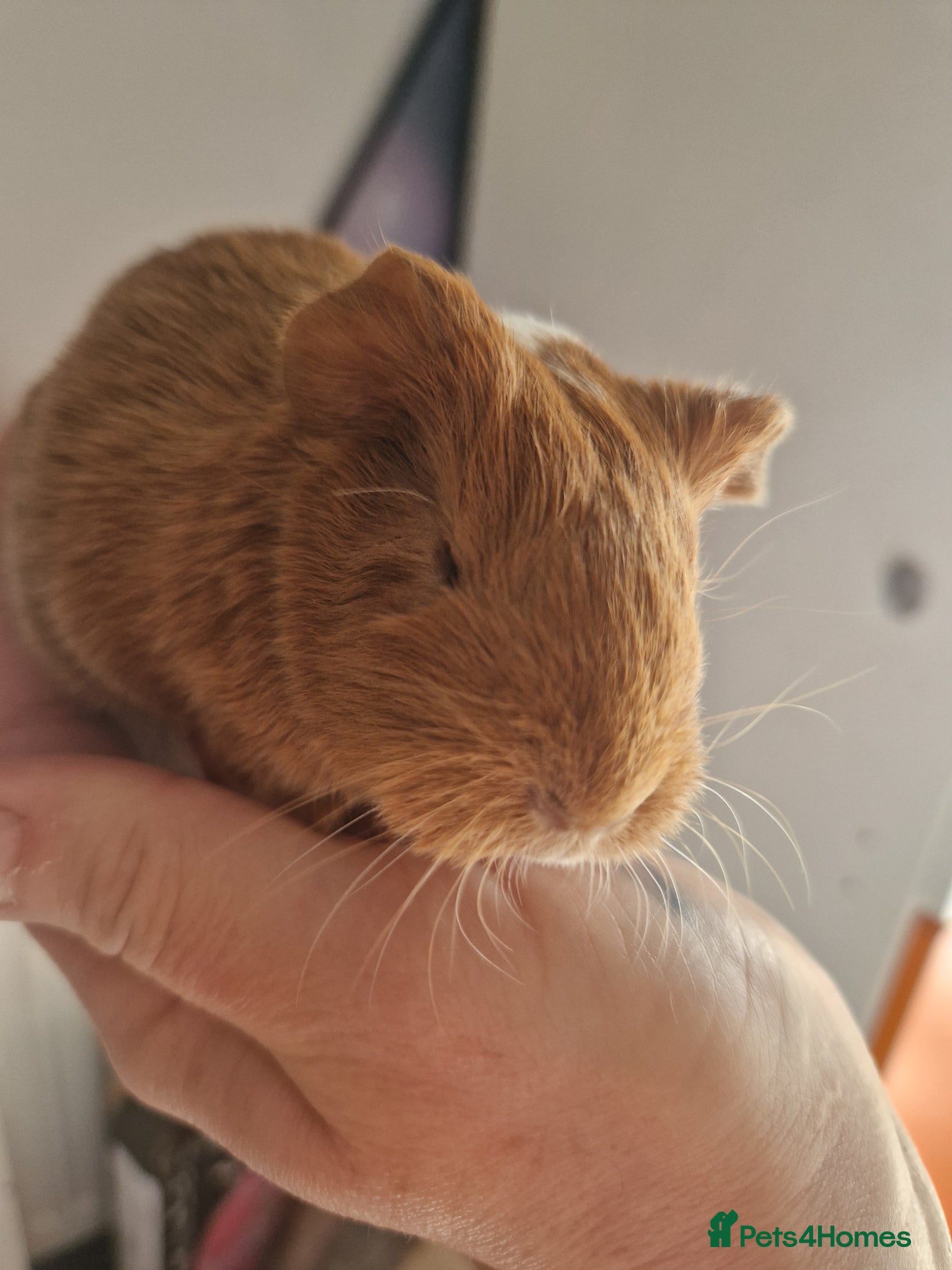 Guinea Pig rodents Baby Guinea Pigs READY NOW  - Advert 2