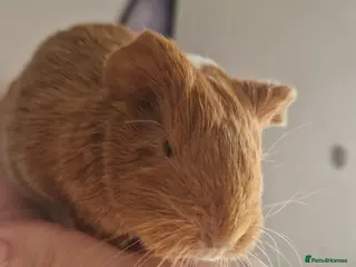 Guinea Pig rodents Baby Guinea Pigs READY NOW - Advert 2
