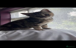 Scottish Fold cats for sale: Beautiful kittens ready for forever loving homes  - Image 6