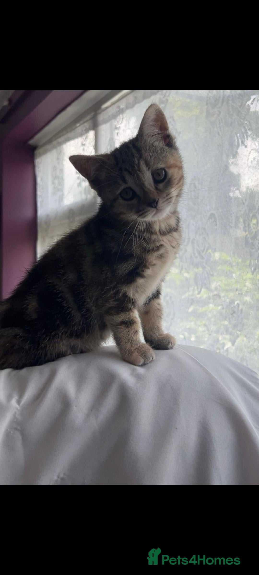 Scottish Fold cats for sale: Beautiful kittens ready for forever loving homes  - Image 6