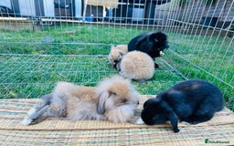 Lionhead rabbits for sale: lion-head  - Image 7