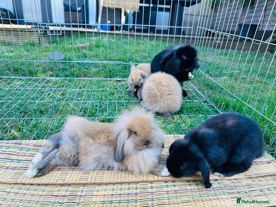 Lionhead rabbits for sale: lion-head  - Image 7