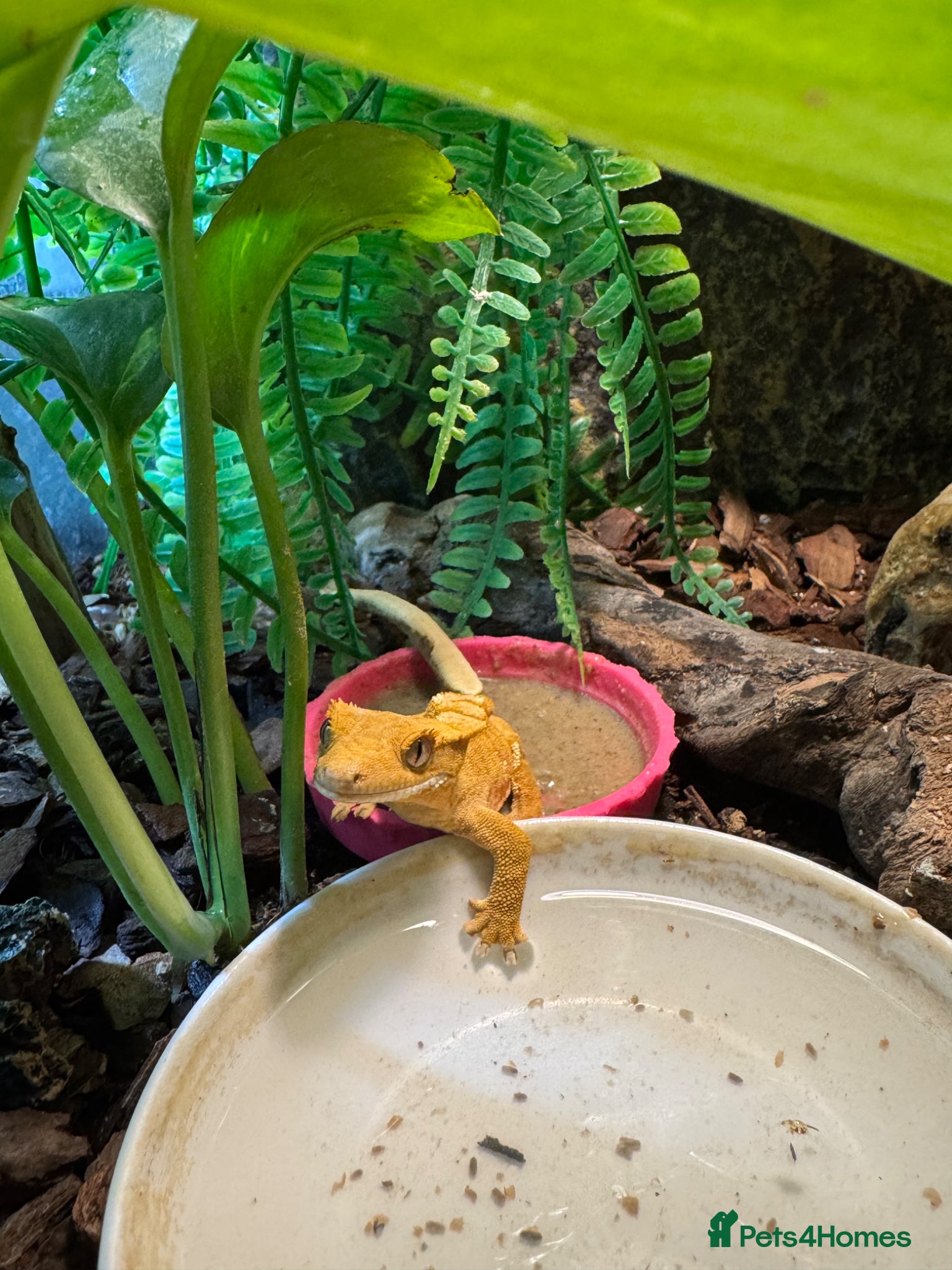 Gecko reptiles Crested Gecko - Advert 2