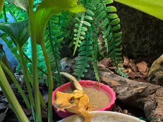 Gecko reptiles Crested Gecko - Advert 3