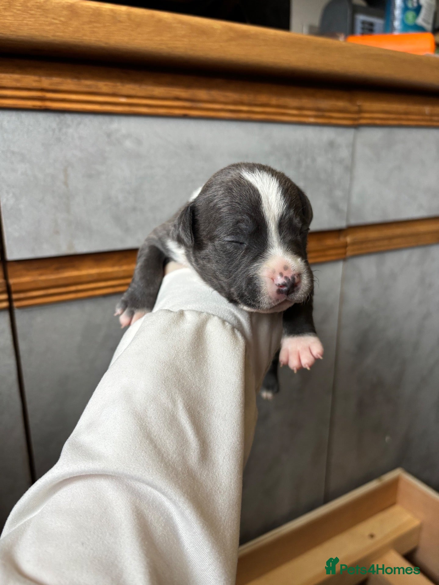 Staffordshire Bull Terrier dogs for sale: 10 Beautiful blue Staffordshire bull terrier pups - Advert 9