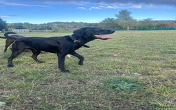 Mixed Breed dogs for sale: 1 year old black female black Labrador mix  - Image 8