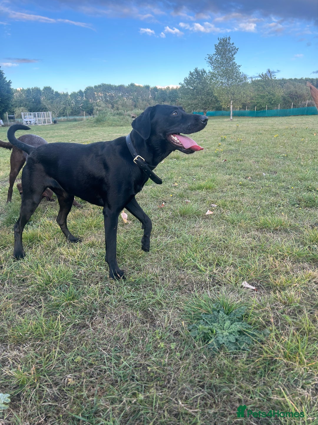 Mixed Breed dogs for sale: 1 year old black female black Labrador mix  - Image 8