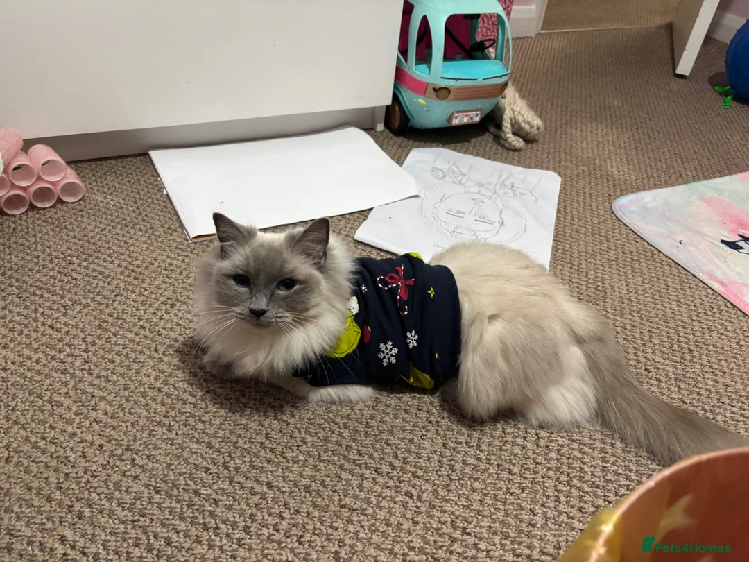 Ragdoll cats for sale: 3 beautiful ragdoll girls kittens  - Advert 1