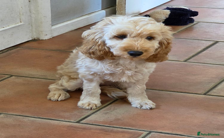Cockapoo dogs - Advert 13