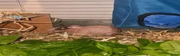 Guinea Pig rodents for sale: 4 male skinny pig boars - Advert 7