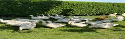 Ducks poultry for sale: White Campbell/Cherry Vally/Aylsburys  in Spalding - Advert 4