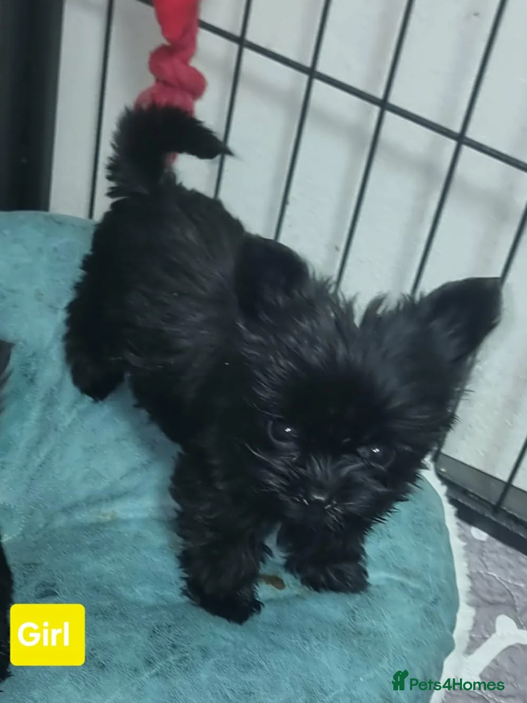 Yorkshire Terrier dogs for sale: Yorkshire Terrier - Advert 13