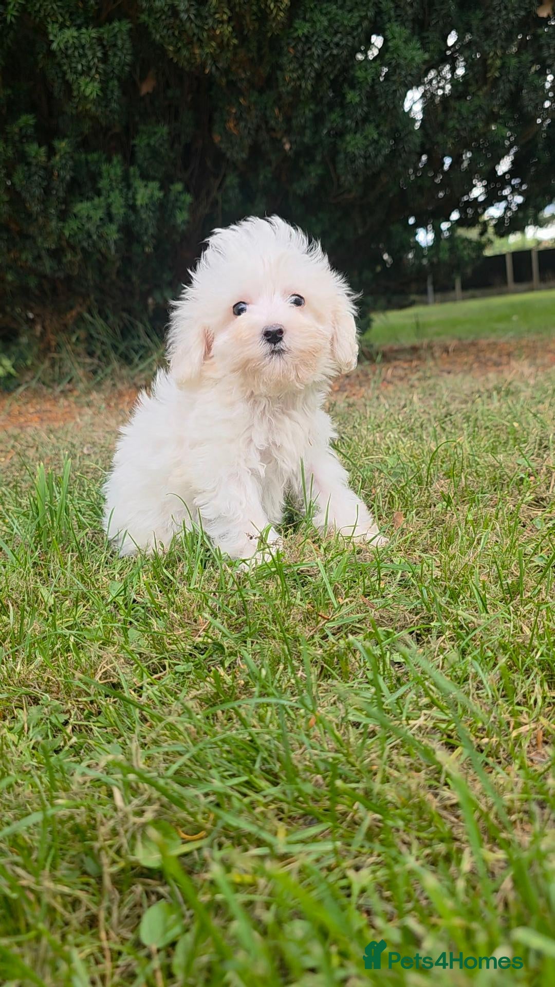 Maltipoo dogs Ready now! Vaccinated maltipoo  - Advert 2