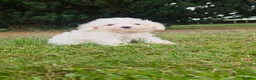 Maltipoo dogs for sale: Ready now! Last boy reduced fully vacc!  - Advert 2