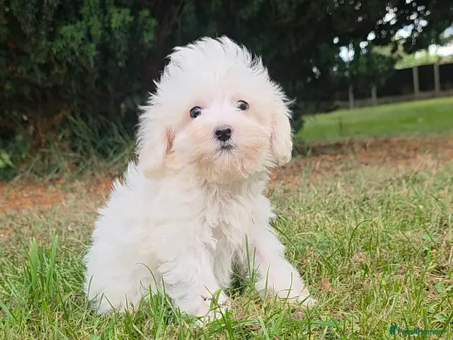 Maltipoo dogs Ready now! Last boy reduced fully vacc! - Advert 2