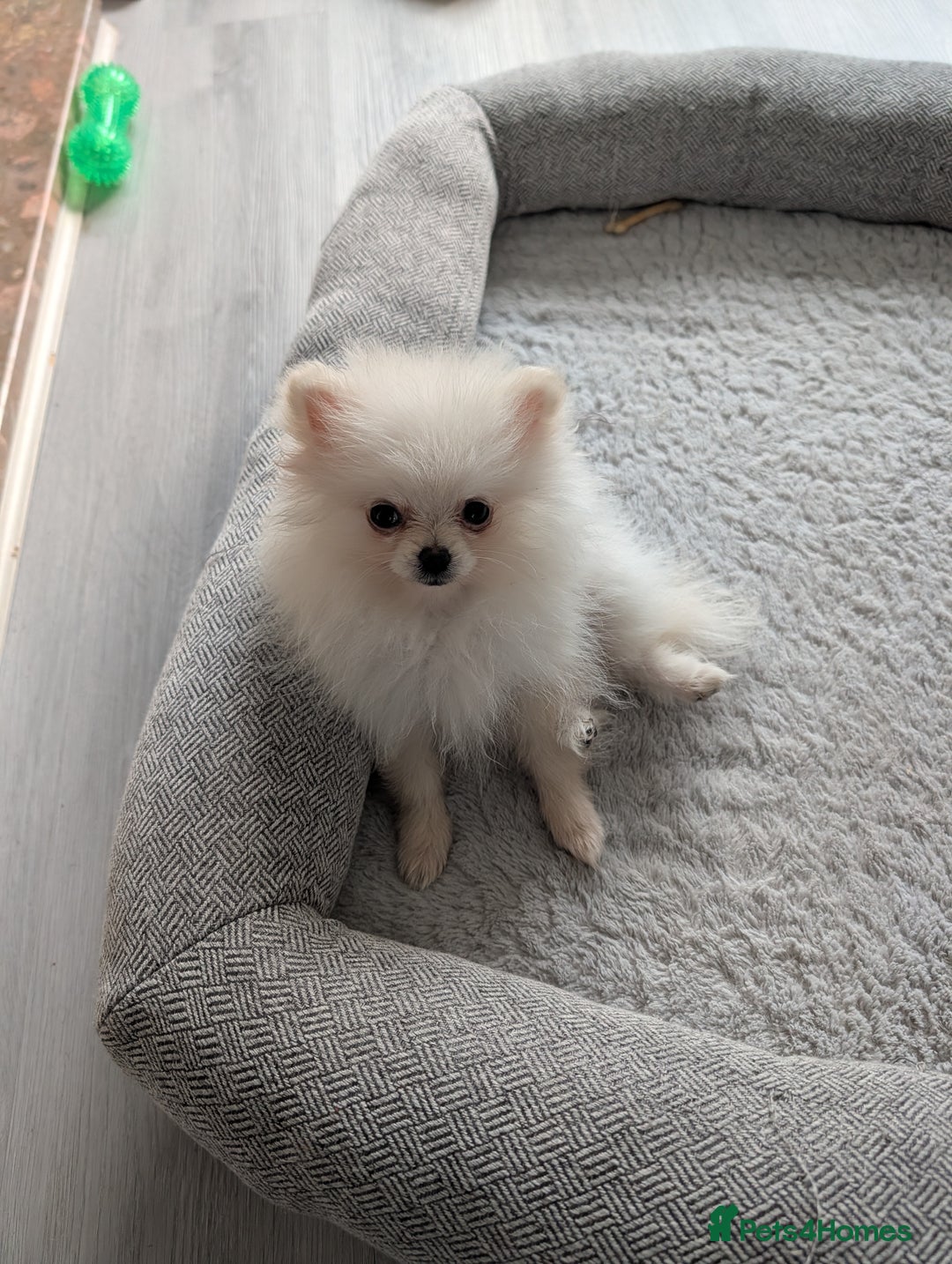 Pomeranian dogs for sale: Puppy Pomeranian miniature  - Advert 4