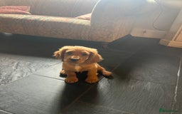 Cocker Spaniel dogs for sale: Working Coker spaniels  in Worcester - Image 22